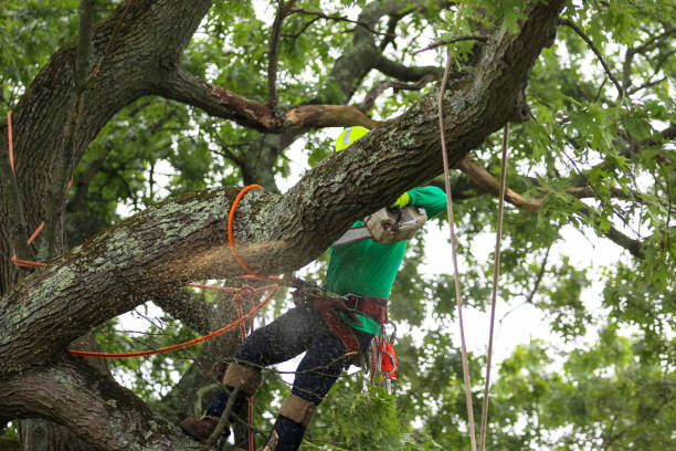 Trusted Red Springs, NC Tree Services Experts