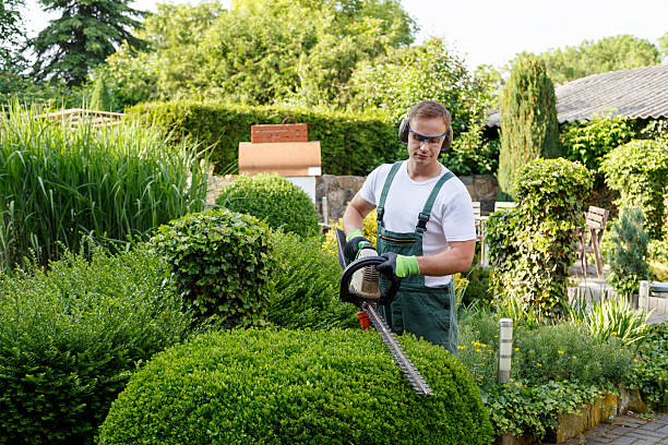 Lawn Renovation and Restoration in Red Springs, NC