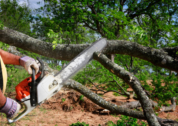 Best Tree Risk Assessment  in Red Springs, NC