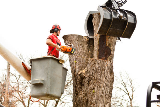 Best Leaf Removal  in Red Springs, NC