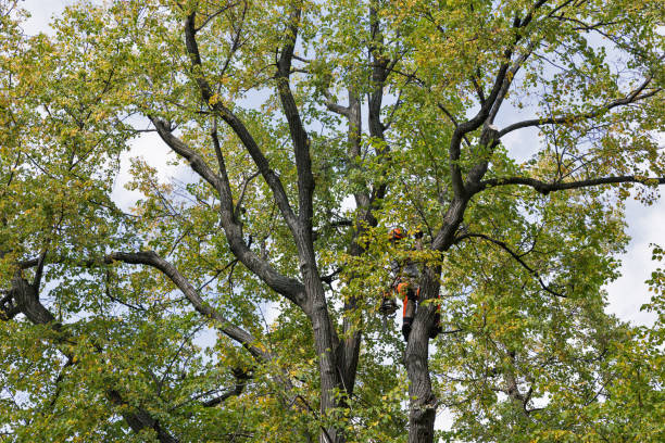 Best Storm Damage Tree Cleanup  in Red Springs, NC